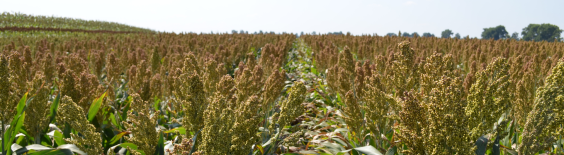 field