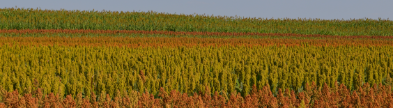 field